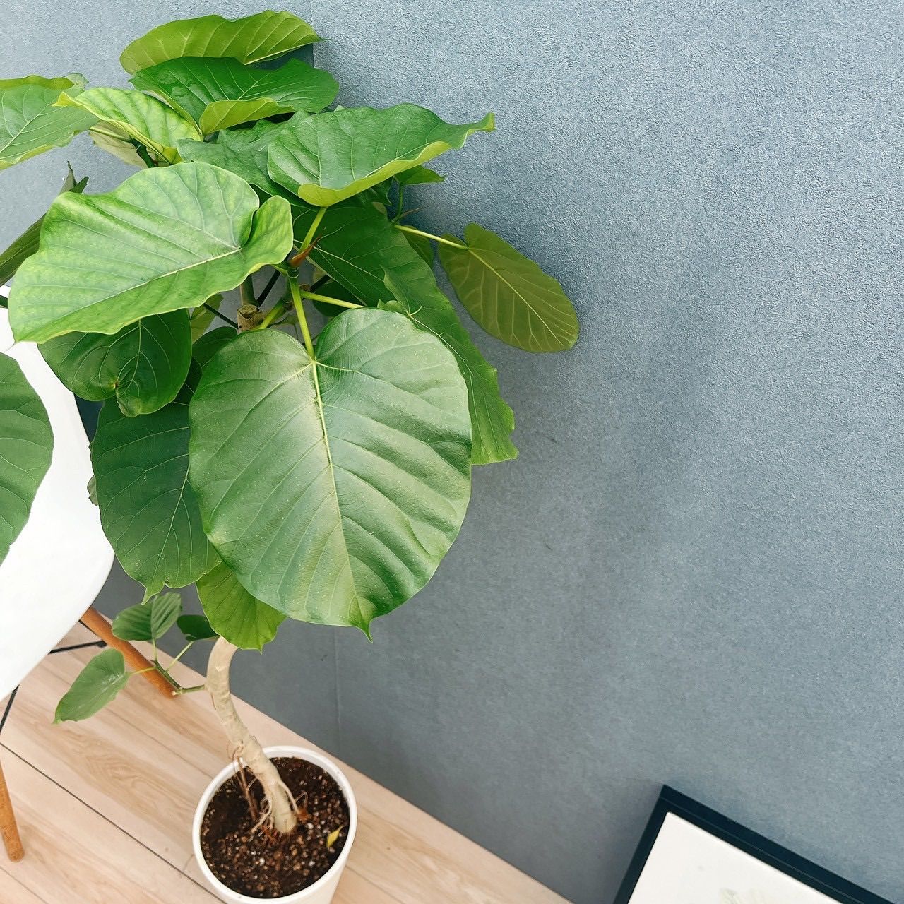 現品］84番 フィカス ウンベラータ 8号 観葉植物 室内 大型 ゴムの木