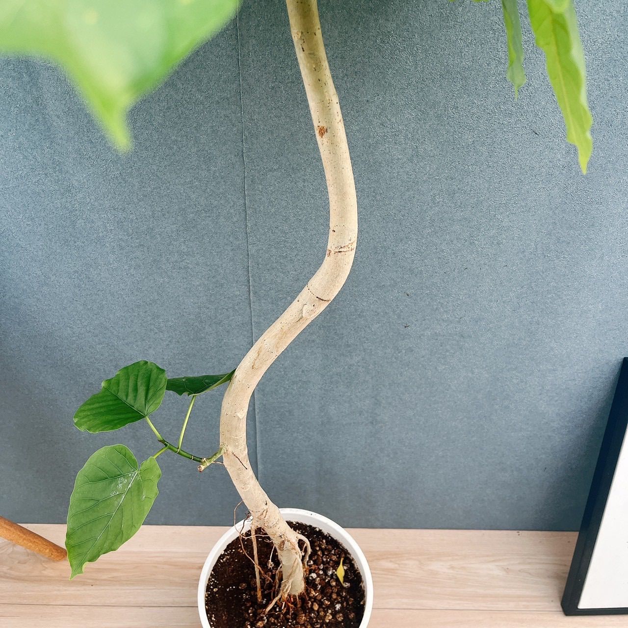 ウンベラータ 植物おすすめ 観葉植物 大型 おしゃれ 人工観葉植物