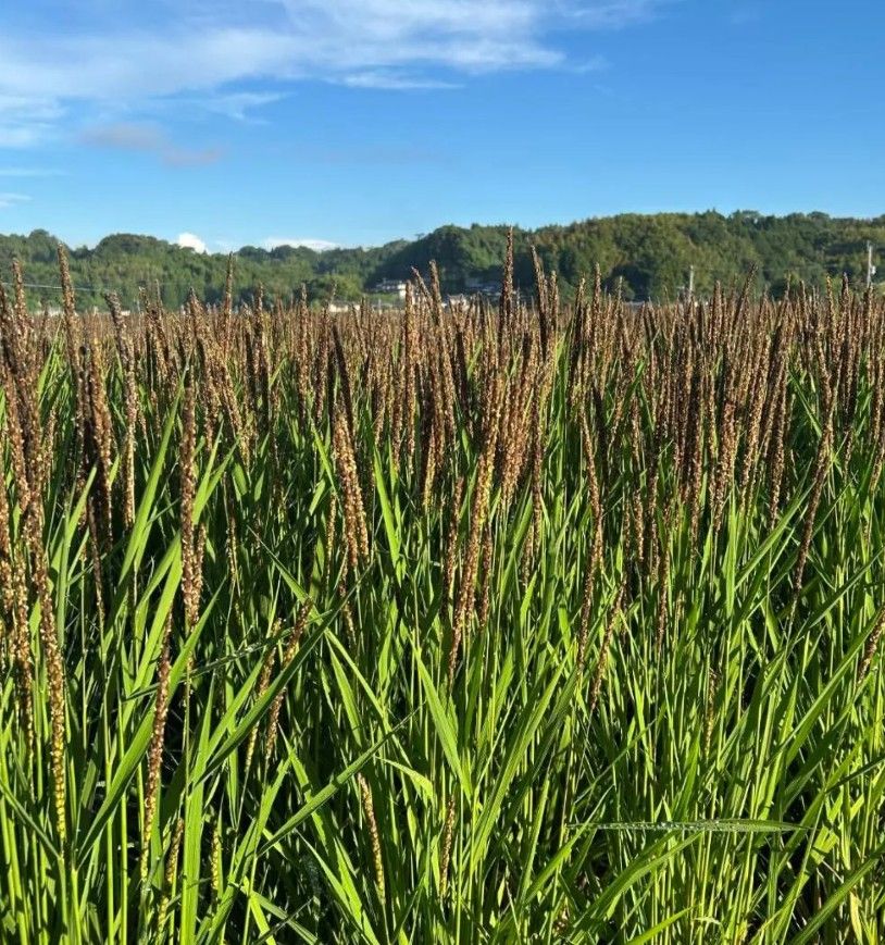 R7年新米 自然栽培 黒米ミックス2kg 玄米 - メルカリ