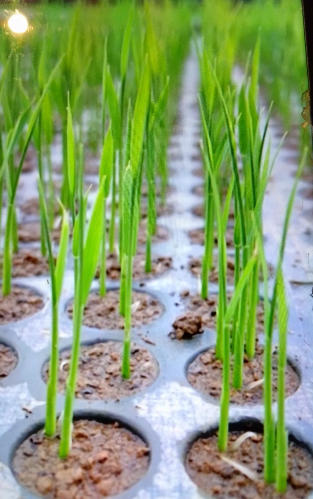 R7年新米 自然栽培 黒米ミックス2kg 玄米 - メルカリ