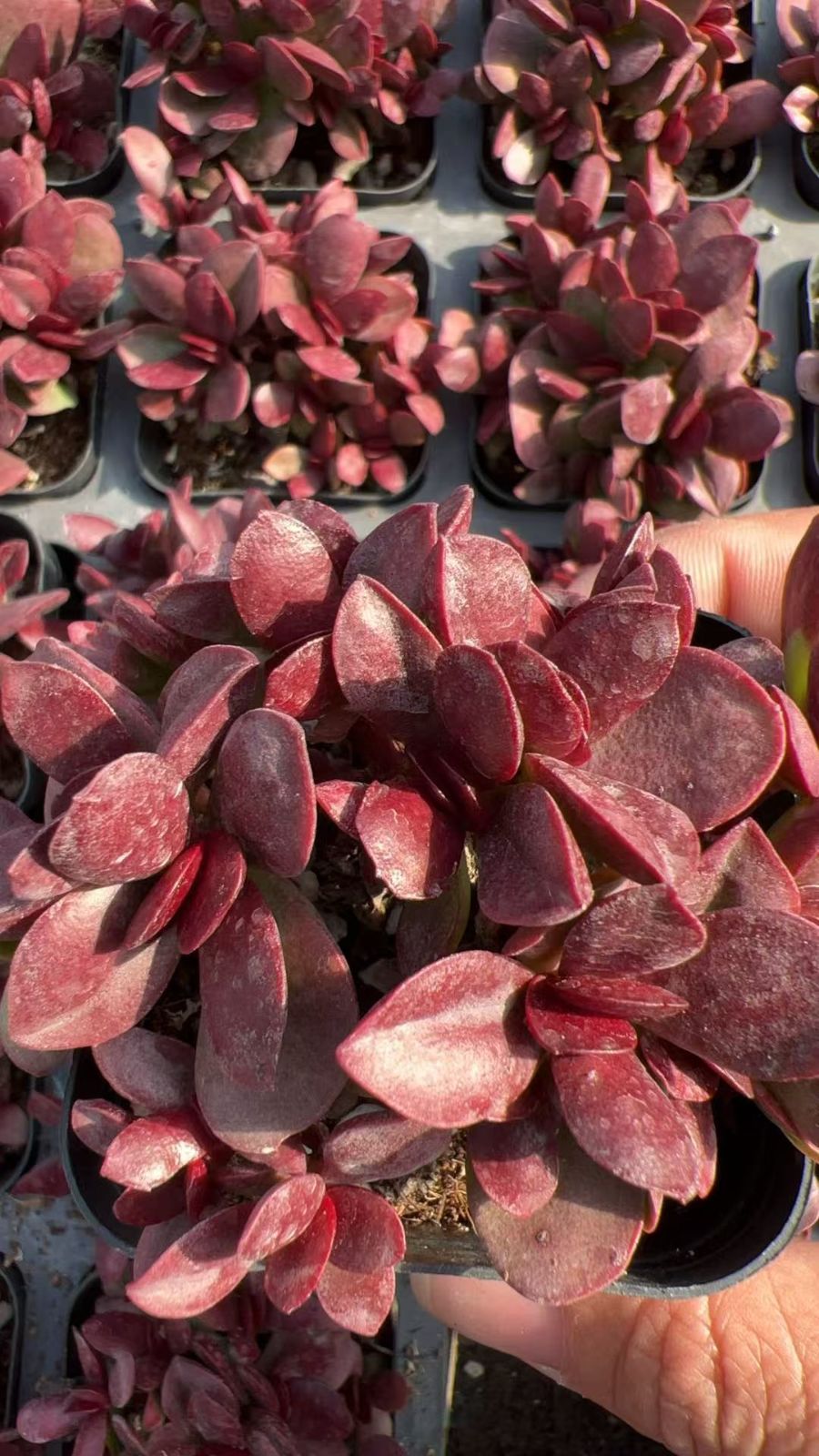 寄せ植え 詰め合わせ