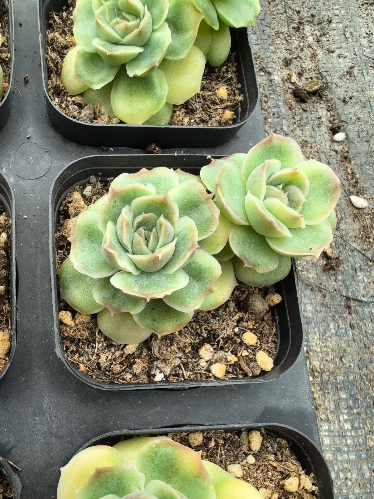 新規オープン記念 グリーンロリー×25株 多肉植物 エケベリア セダム アエオニウム 韓国苗 寄せ植え 詰め合わせ YP 186