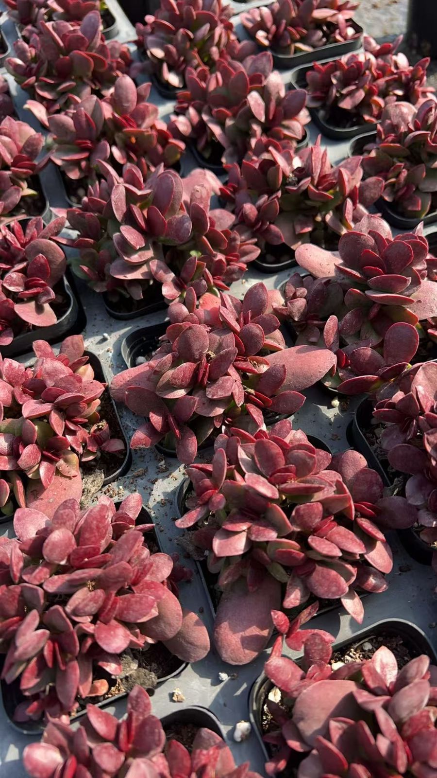 新規オープン記念 クラッスラ クラバタ 50株 多肉植物 エケベリア セダム アエオニウム 韓国苗 寄せ植え 詰め合わせ YP 205 スプレーボトル モンステラ