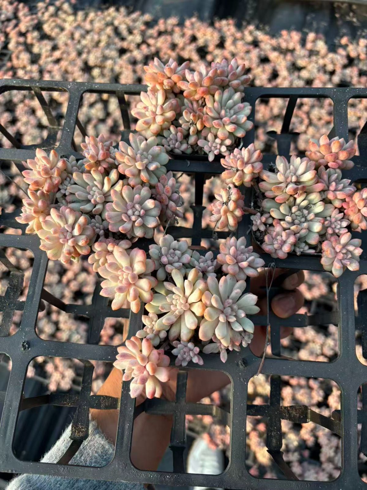 新規オープン記念 レッドエッグ錦 32株 多肉植物 エケベリア セダム アエオニウム 韓国苗 寄せ植え 詰め合わせ YP 237 プラスチック鉢 実績多数