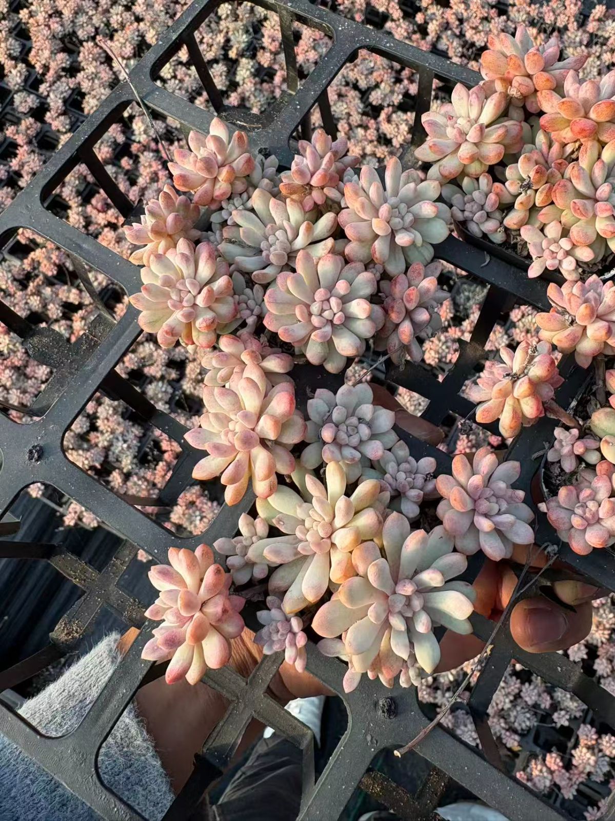 新規オープン記念 レッドエッグ錦×32株 多肉植物 エケベリア セダム アエオニウム 韓国苗 寄せ植え 詰め合わせ YP 237