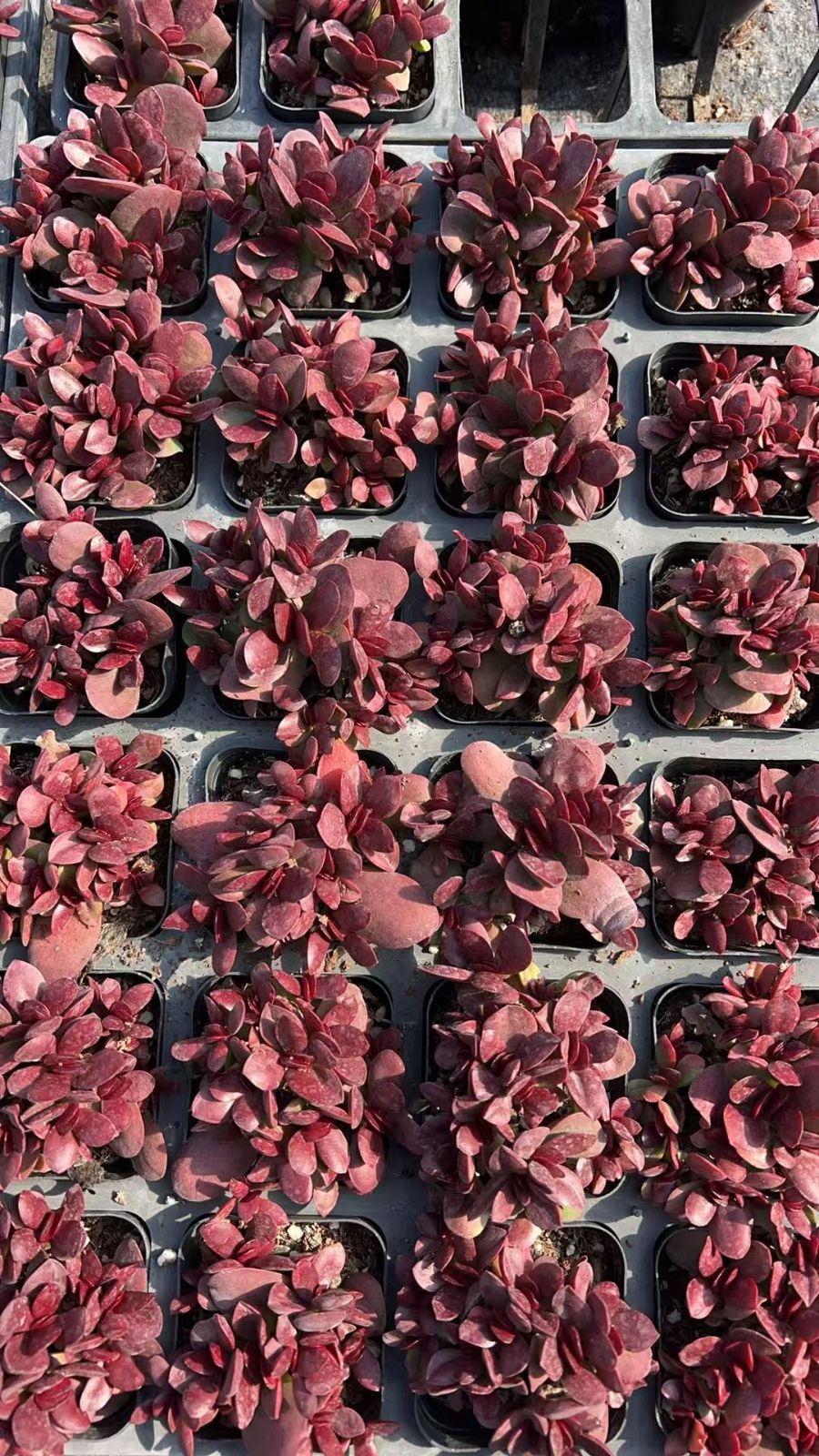 新規オープン記念 クラッスラ クラバタ 50株 多肉植物 エケベリア セダム アエオニウム 韓国苗 寄せ植え 詰め合わせ YP 205