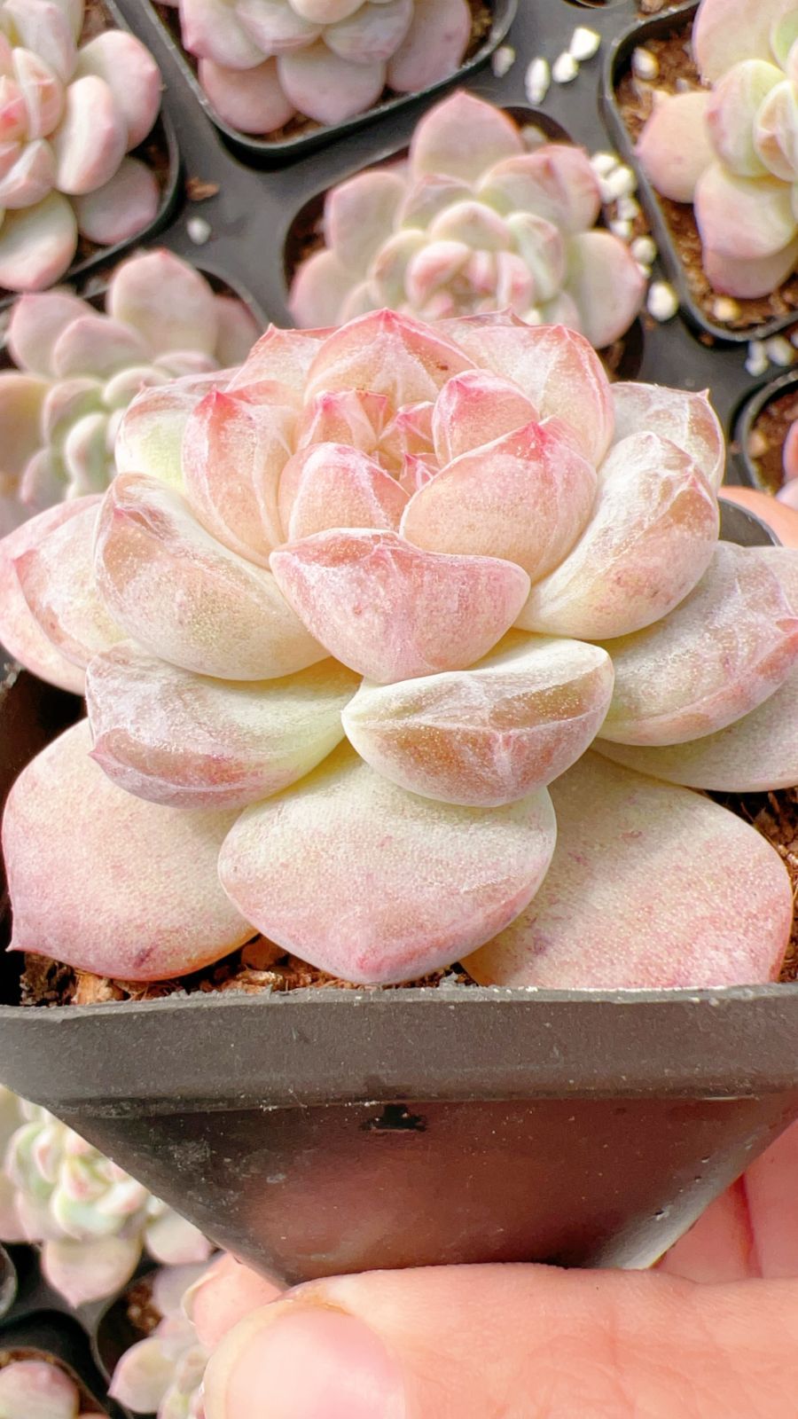 新規オープン記念 ピンクフラワー×50株 多肉植物 エケベリア セダム アエオニウム 韓国苗 寄せ植え 詰め合わせ YP 193