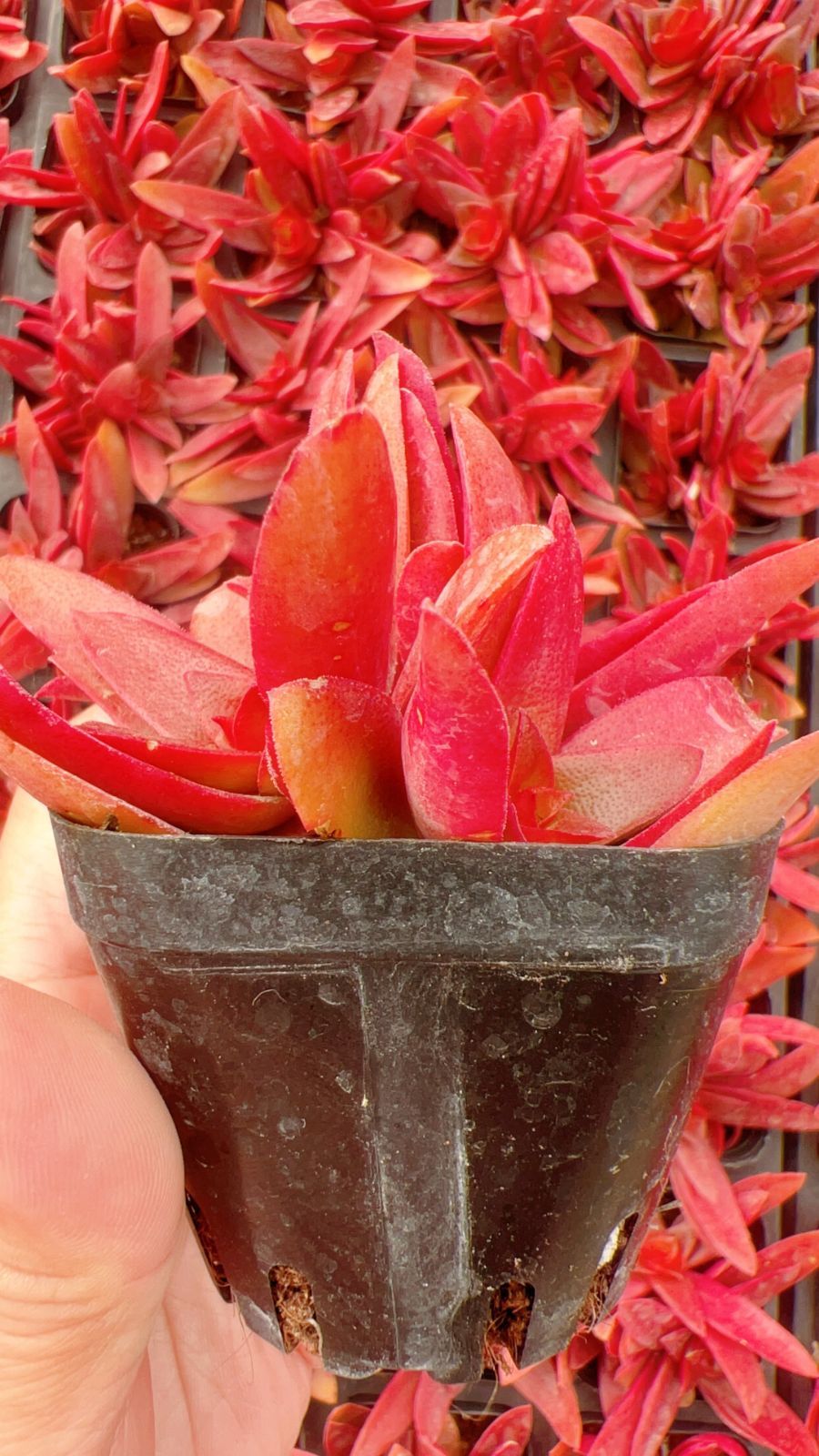 エケベリア セダム