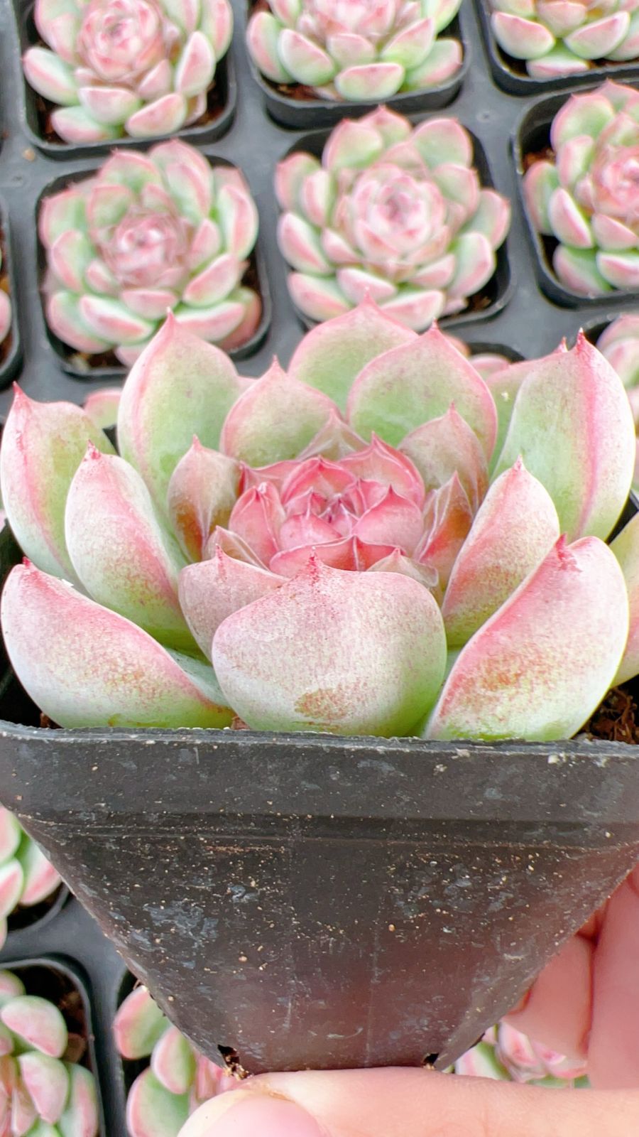 新規オープン記念 シンテキ×50株 多肉植物 エケベリア セダム アエオニウム 韓国苗 寄せ植え 詰め合わせ YP 190