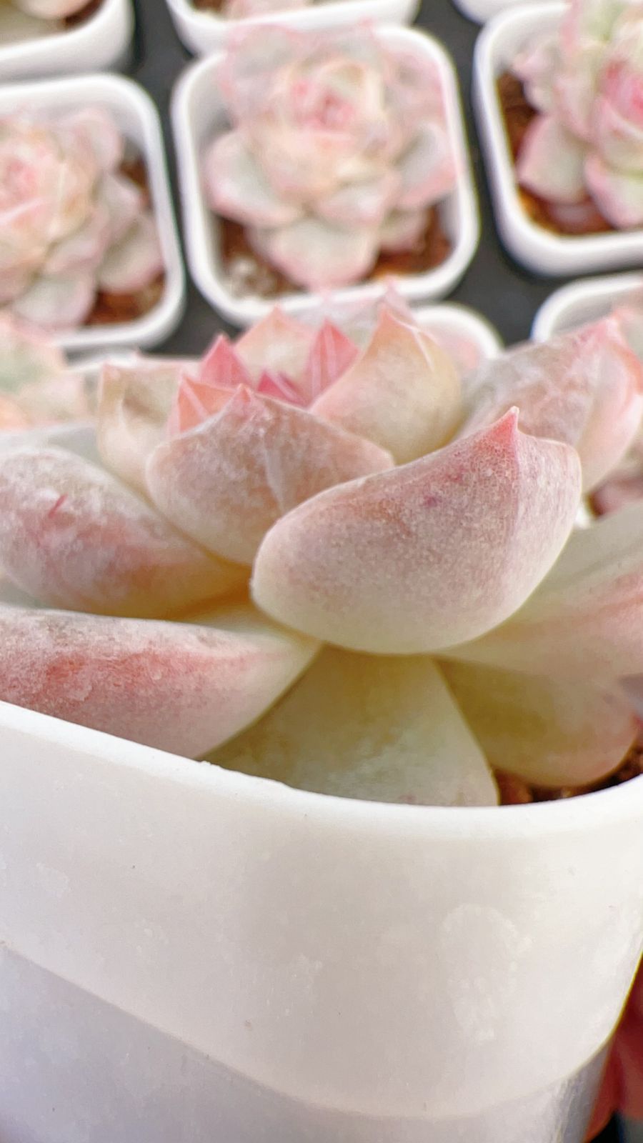 新規オープン記念 ピンククリスタル×50株 多肉植物 エケベリア セダム アエオニウム 韓国苗 寄せ植え 詰め合わせ YP 192