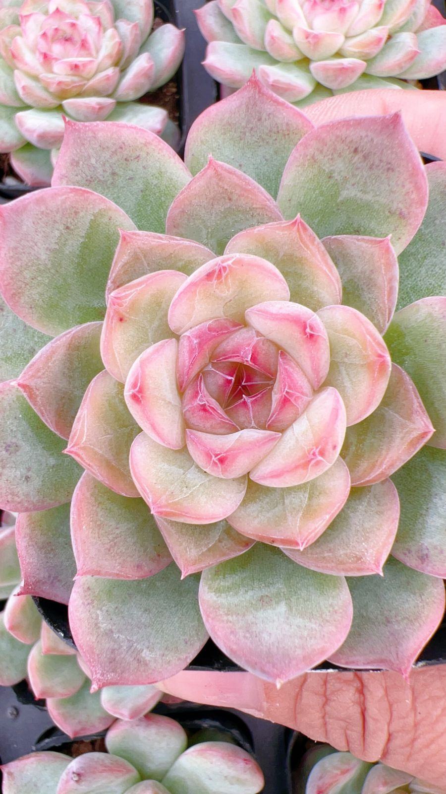 新規オープン記念 ピンクハート 50株 多肉植物 エケベリア セダム アエオニウム 韓国苗 寄せ植え 詰め合わせ YP 191
