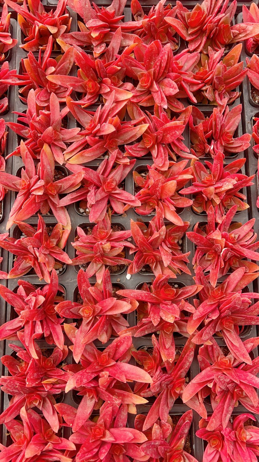 新規オープン記念 火祭り×50株 多肉植物 エケベリア セダム アエオニウム 韓国苗 寄せ植え 詰め合わせ YP 185