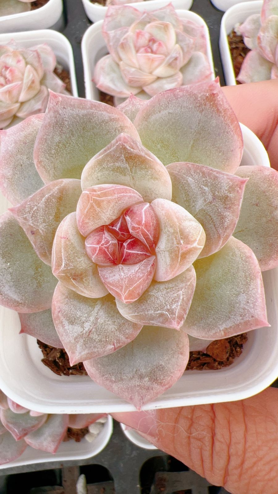 新規オープン記念 ピンククリスタル×50株 多肉植物 エケベリア セダム アエオニウム 韓国苗 寄せ植え 詰め合わせ YP 192