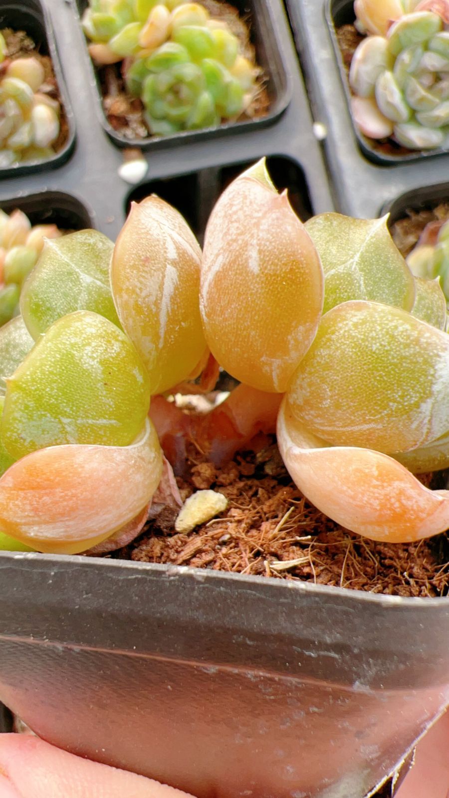 新規オープン記念 ホワイトラバー×50株 多肉植物 エケベリア セダム アエオニウム 韓国苗 寄せ植え 詰め合わせ YP 199