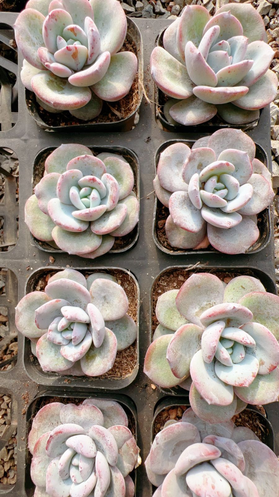 新規オープン記念 ミルクティー×54株 多肉植物 エケベリア セダム アエオニウム 韓国苗 寄せ植え 詰め合わせ YP 224