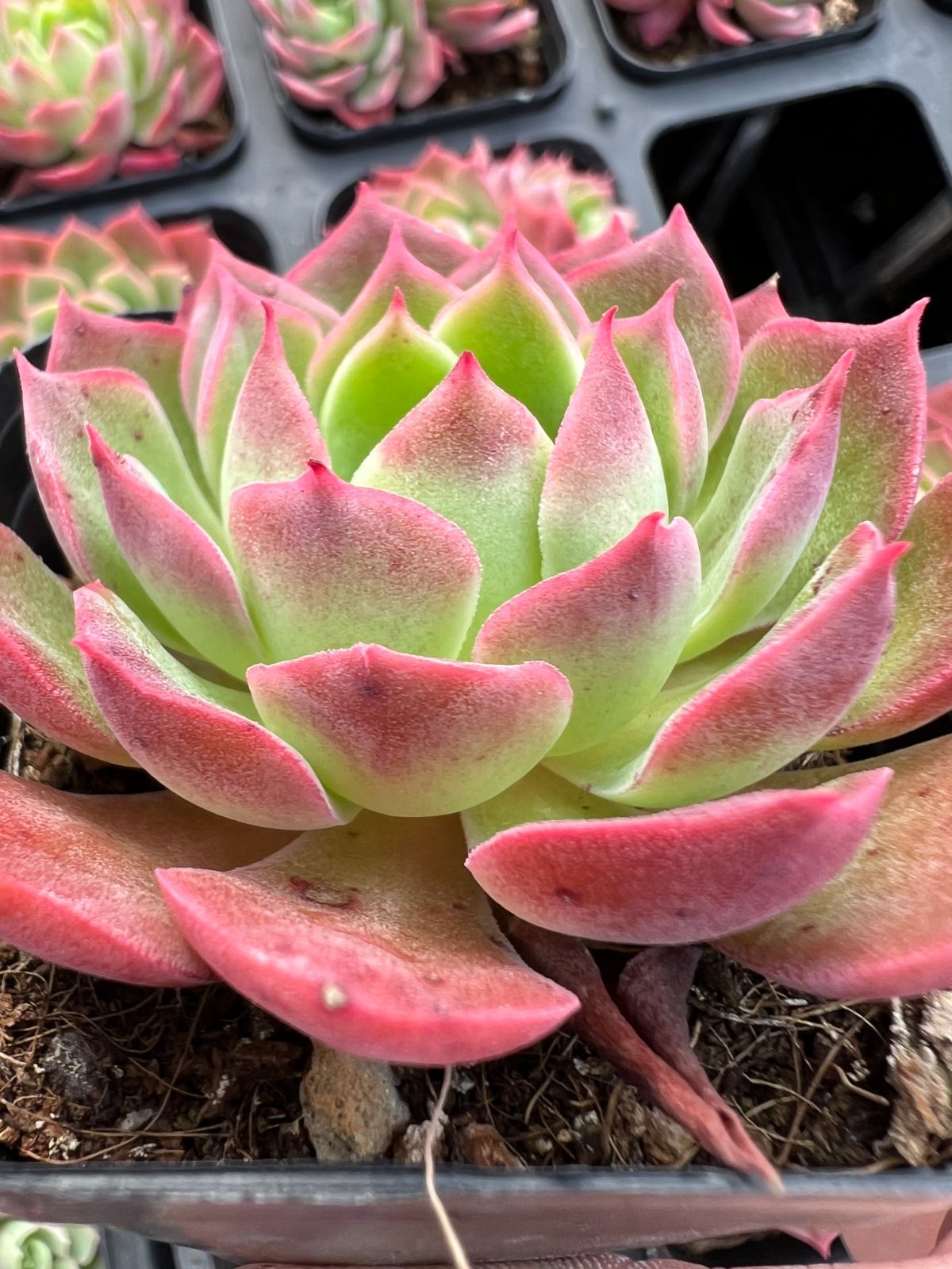 新規オープン記念 砂漠ローズ×50株 多肉植物 エケベリア セダム アエオニウム 韓国苗 寄せ植え 詰め合わせ YP 200