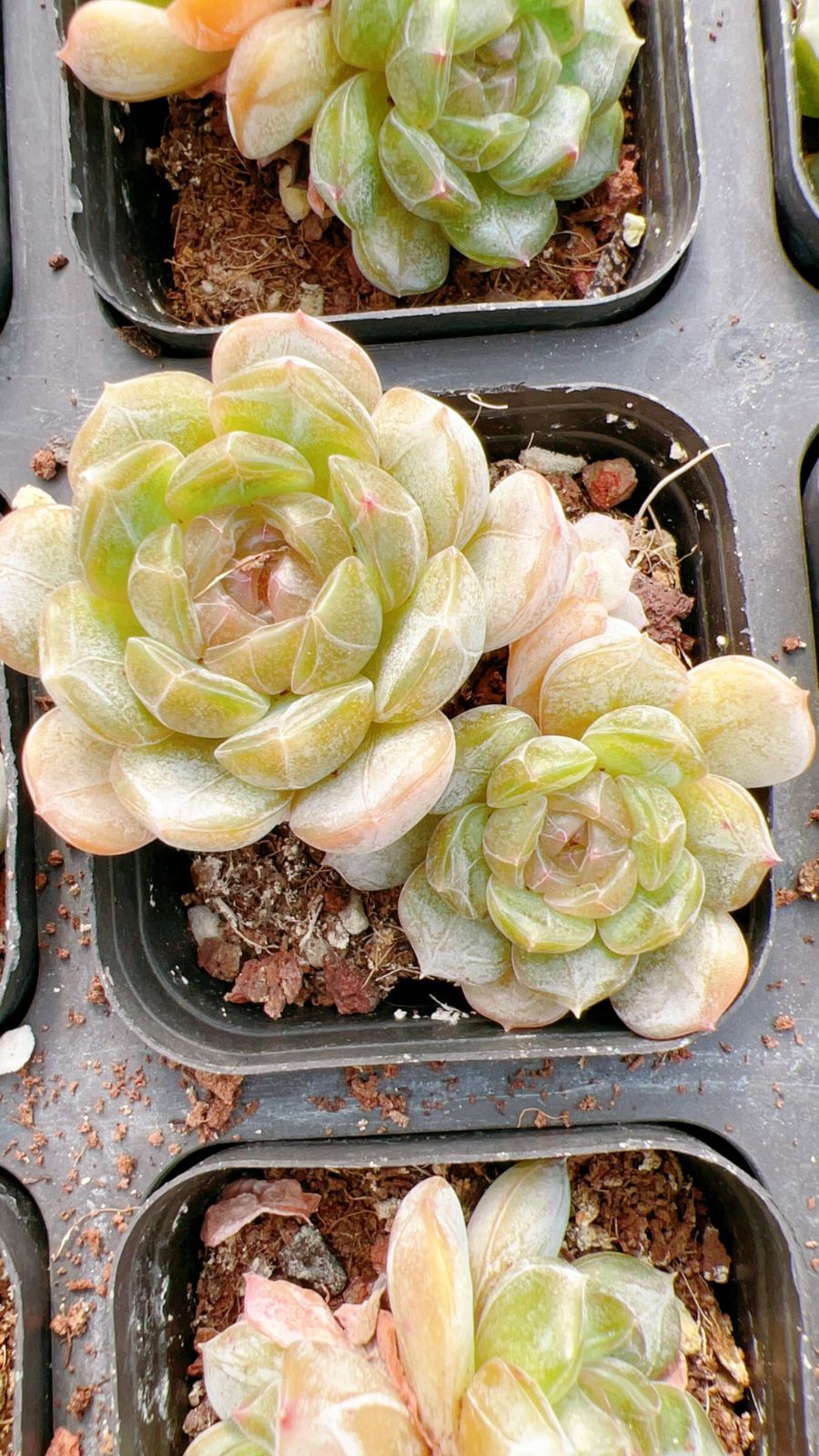 新規オープン記念 ホワイトラバー×50株 多肉植物 エケベリア セダム アエオニウム 韓国苗 寄せ植え 詰め合わせ YP 199 国内検品済 その他多肉植物 