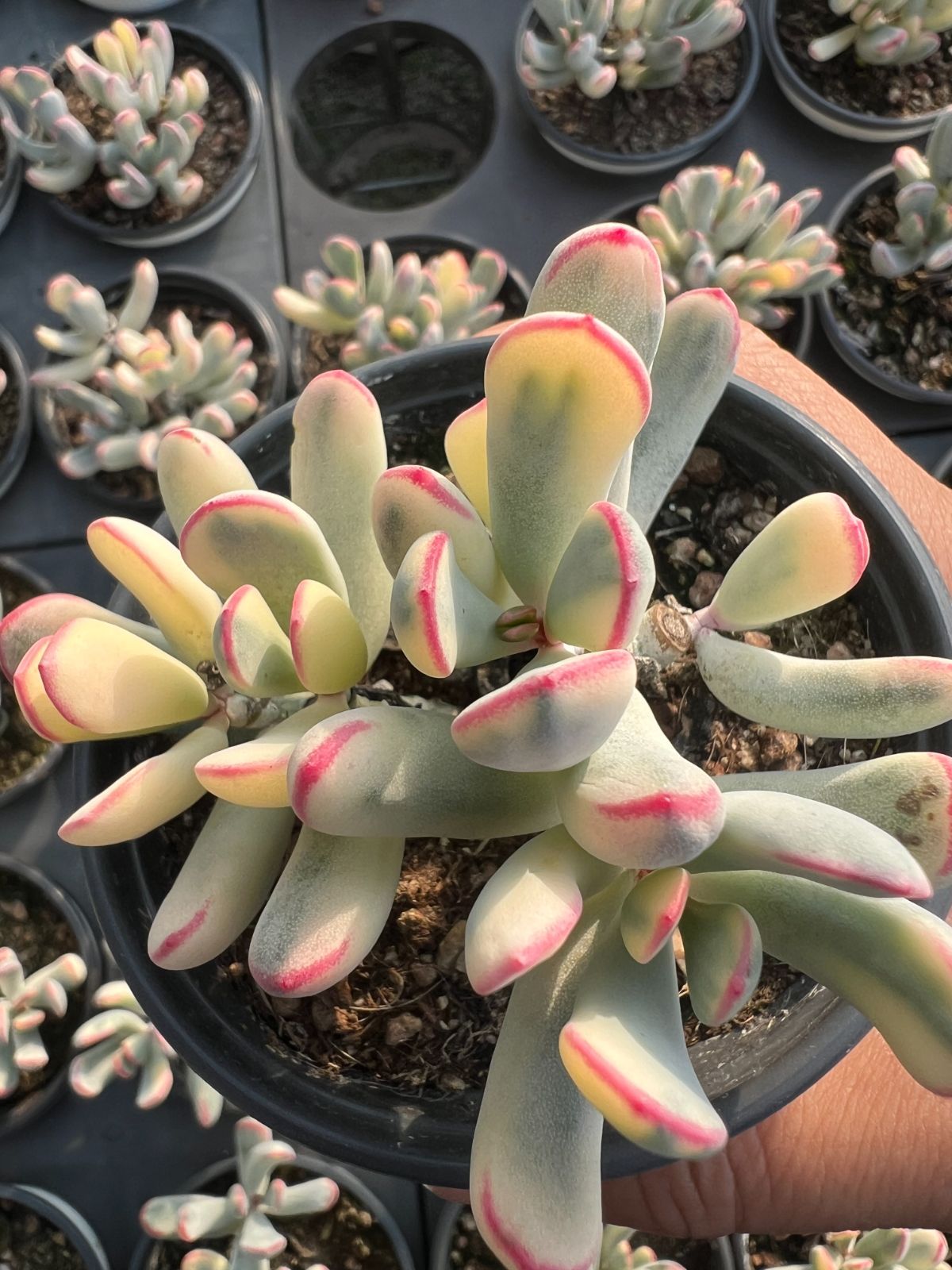 新規オープン記念 福娘錦 54株 多肉植物 エケベリア セダム アエオニウム 韓国苗 寄せ植え 詰め合わせ YP 212