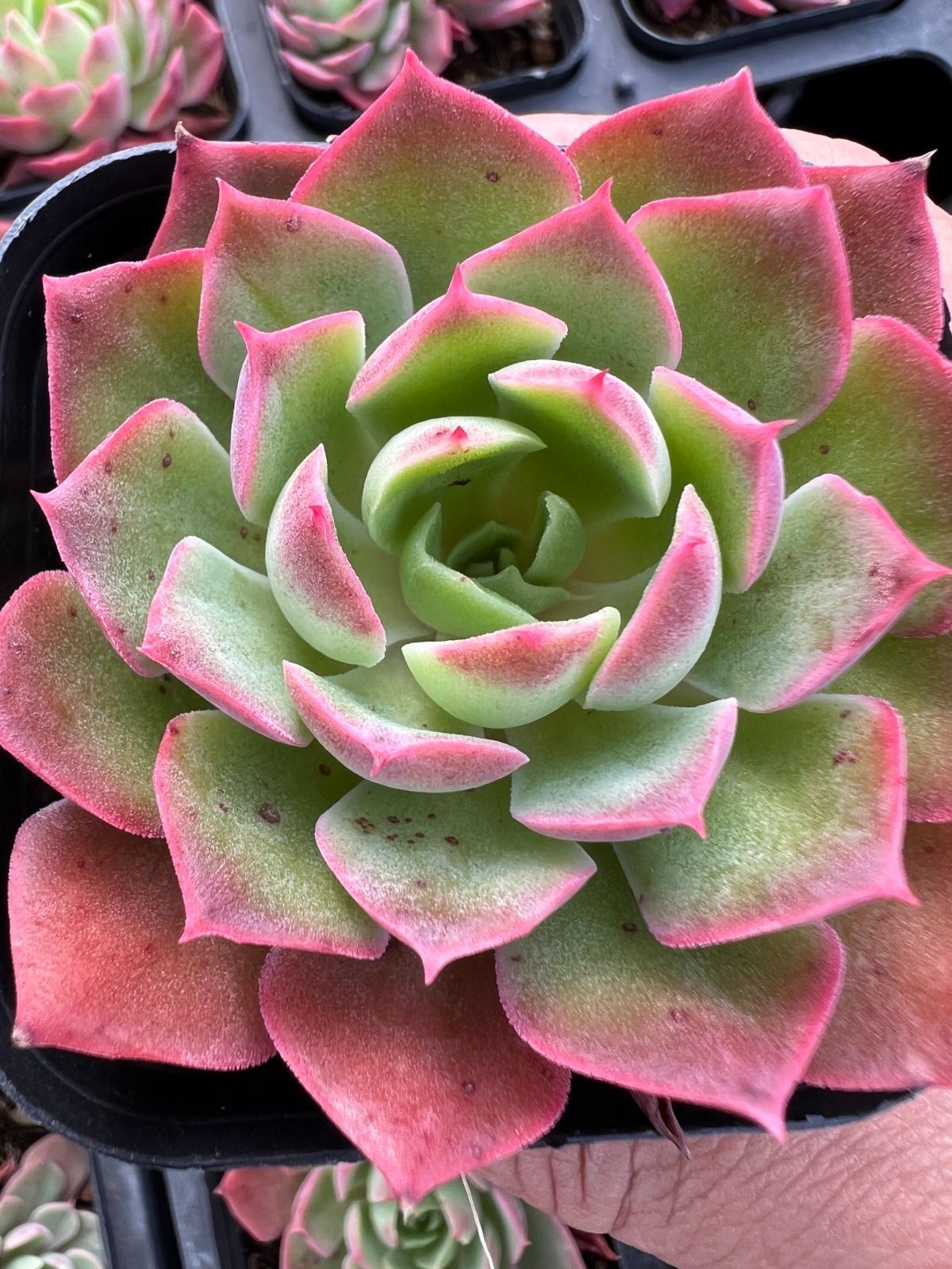 新規オープン記念 砂漠ローズ 50株 多肉植物 エケベリア セダム アエオニウム 韓国苗 寄せ植え 詰め合わせ YP 200