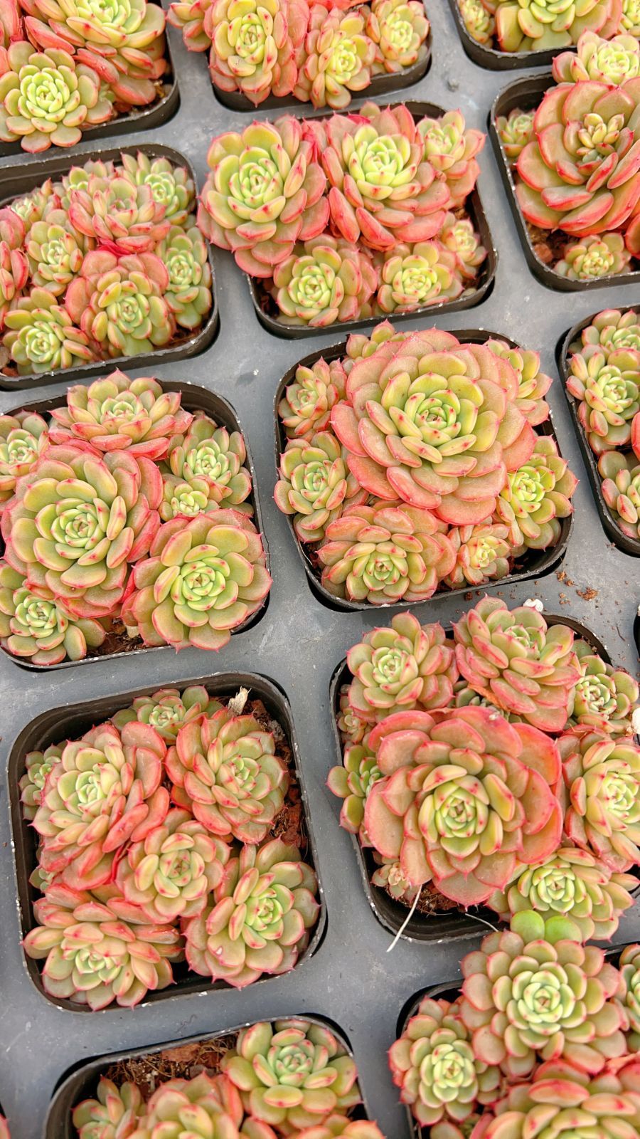 新規オープン記念 ピンクベビー 50株 多肉植物 エケベリア セダム アエオニウム 韓国苗 寄せ植え 詰め合わせ YP 194