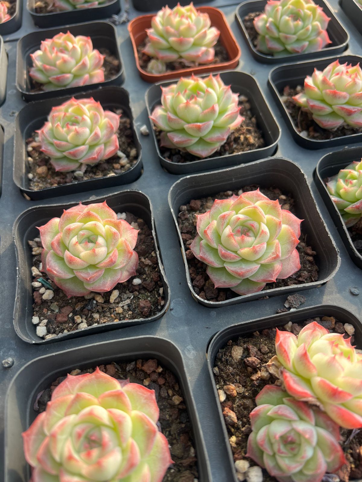 新規オープン記念 ローズ×54株 多肉植物 エケベリア セダム