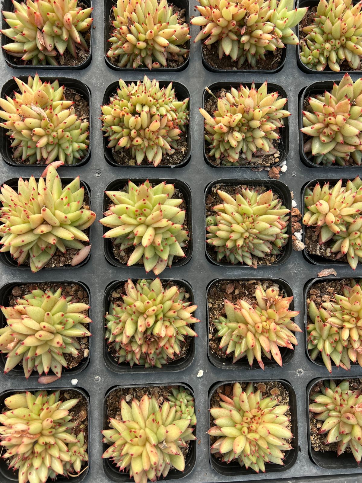 新規オープン記念 レモンマリーゴールド 50株 多肉植物 エケベリア セダム アエオニウム 韓国苗 寄せ植え 詰め合わせ YP 201 インテリアグリーン その他多肉植物 