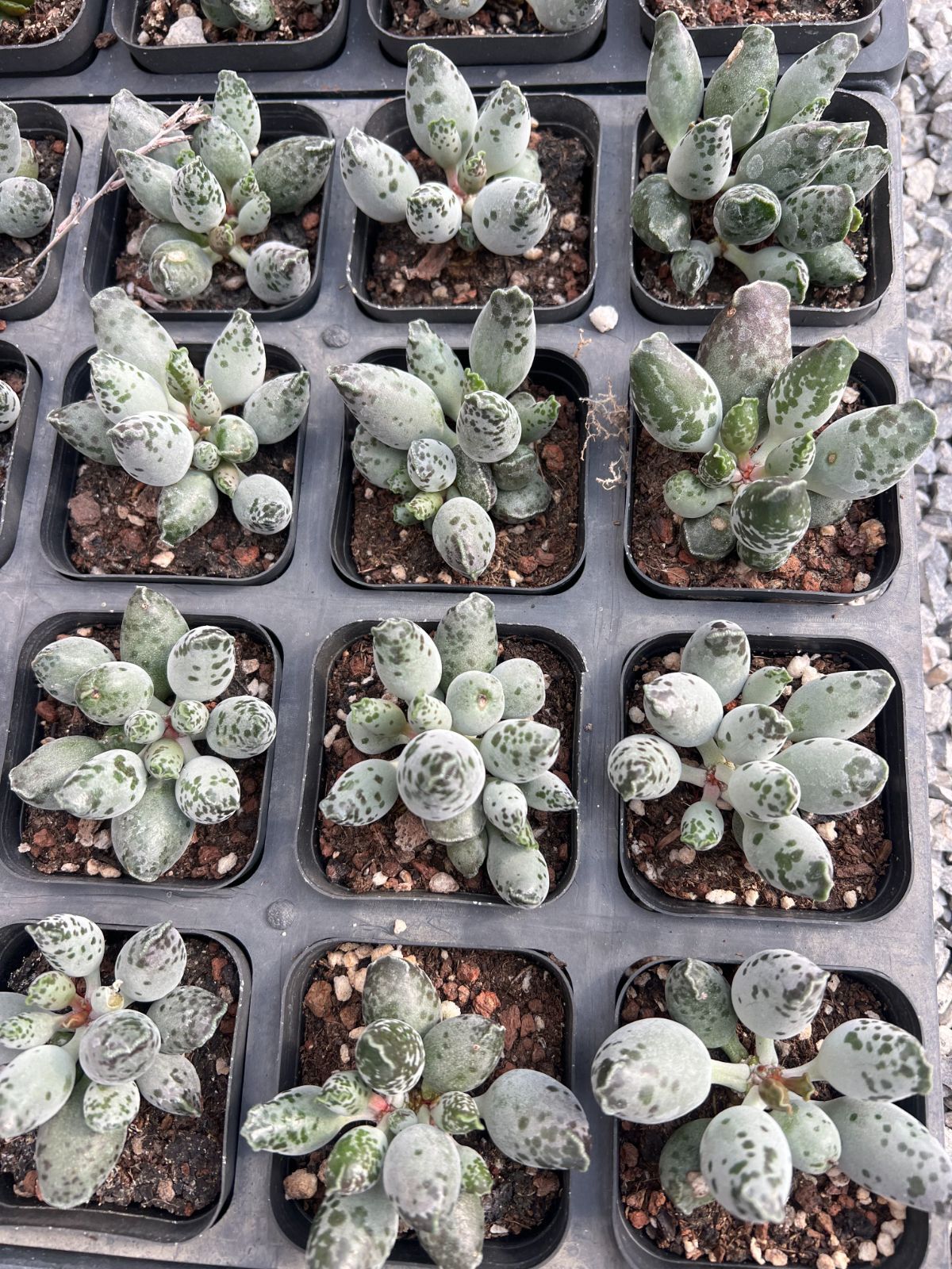 新規オープン記念 アドロミスクス クーペリー×50株 多肉植物 エケベリア セダム アエオニウム 韓国苗 寄せ植え 詰め合わせ YP 204