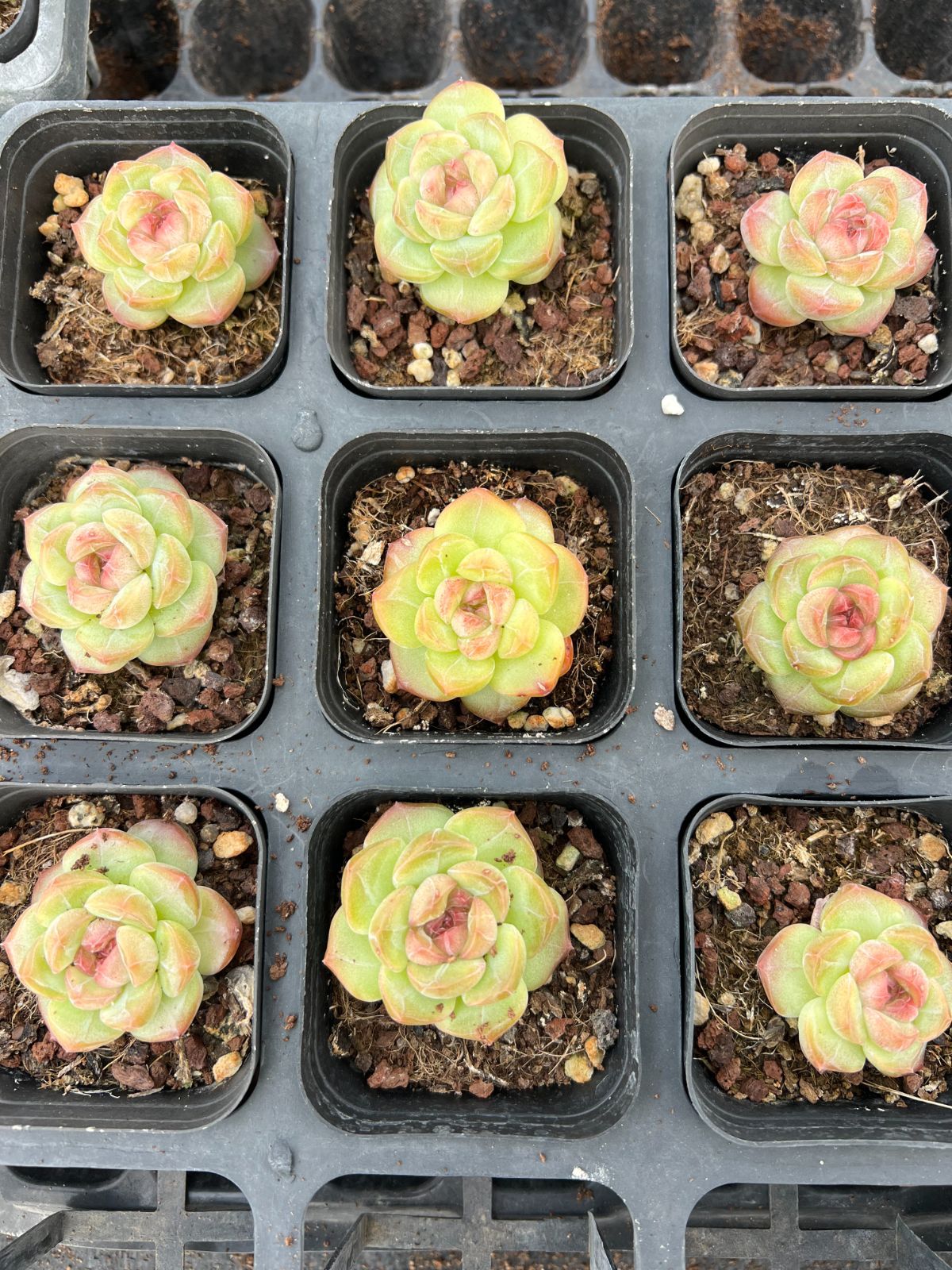 新規オープン記念 グリーン ピンクココロ 50株 多肉植物 エケベリア セダム アエオニウム 韓国苗 寄せ植え 詰め合わせ YP 195