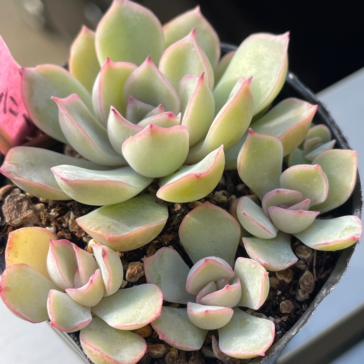 多肉植物♡ジャシリー❤︎抜き苗(根付き) - メルカリ