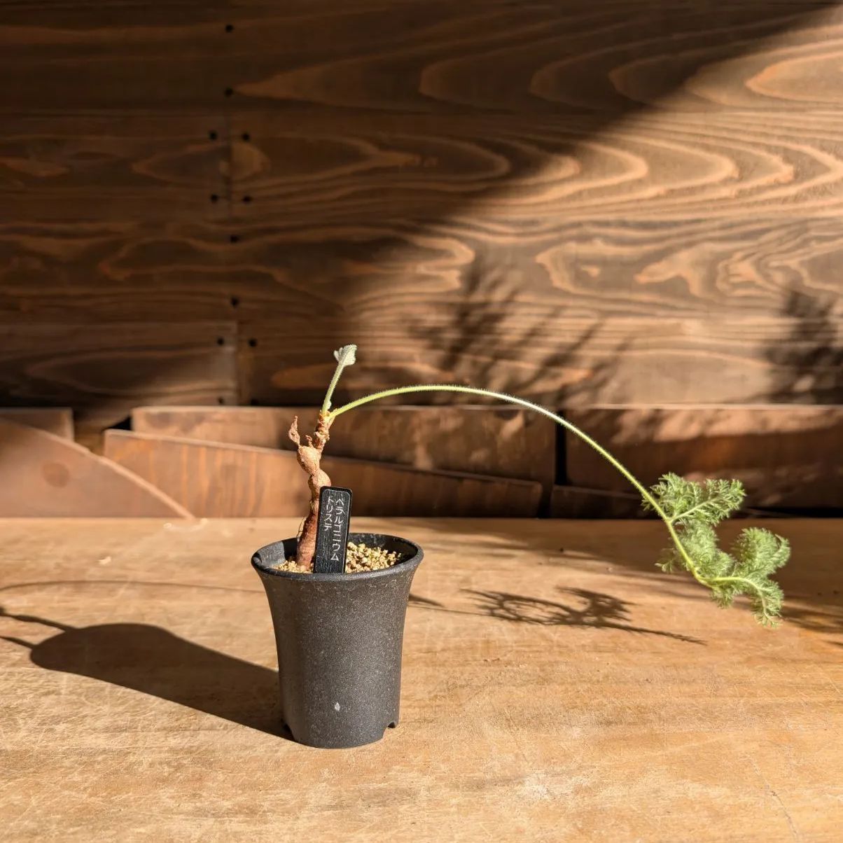 ペラルゴニウム トリステ 【実生】鉢のまま発送 A - メルカリ