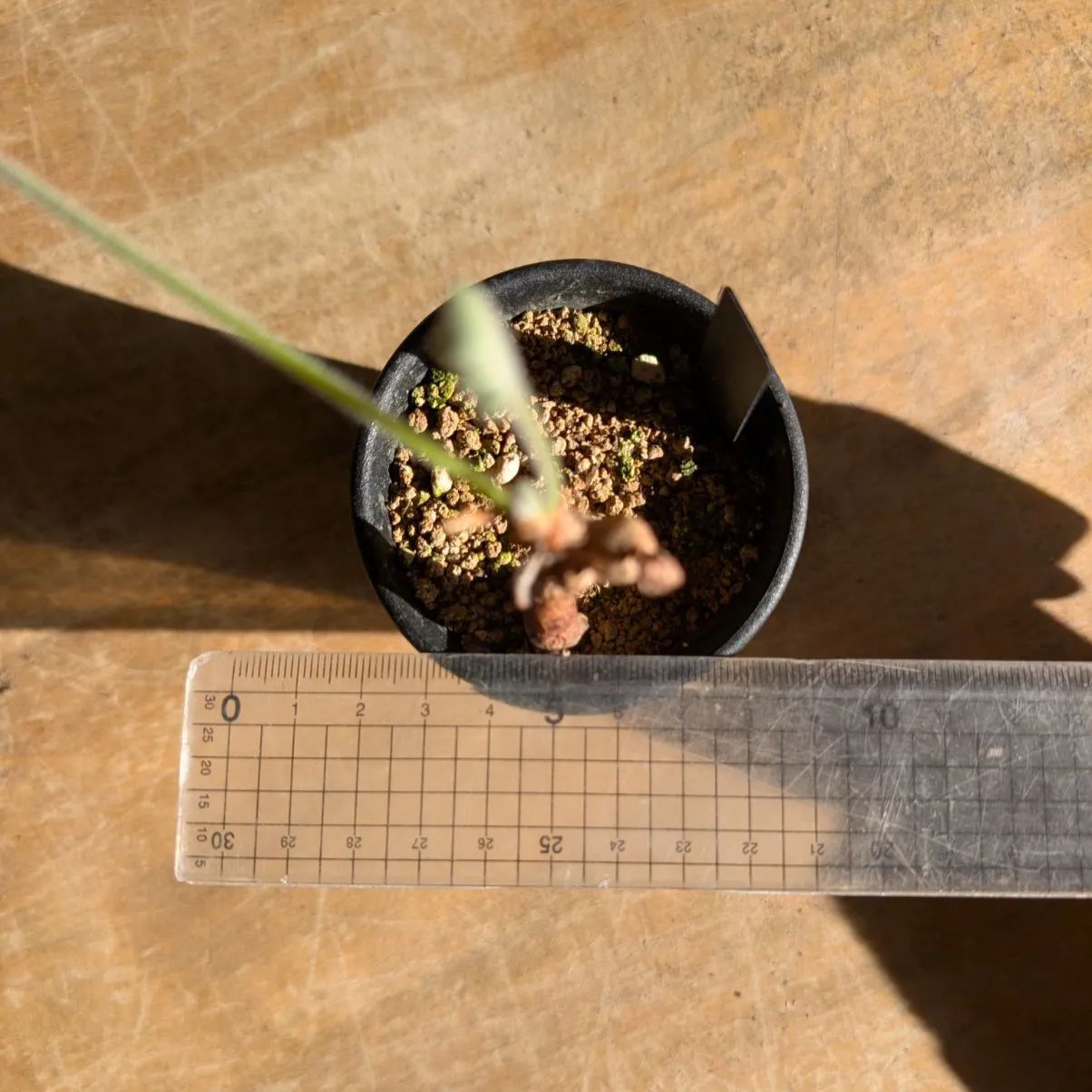 ペラルゴニウム トリステ 【実生】鉢のまま発送 A - メルカリ