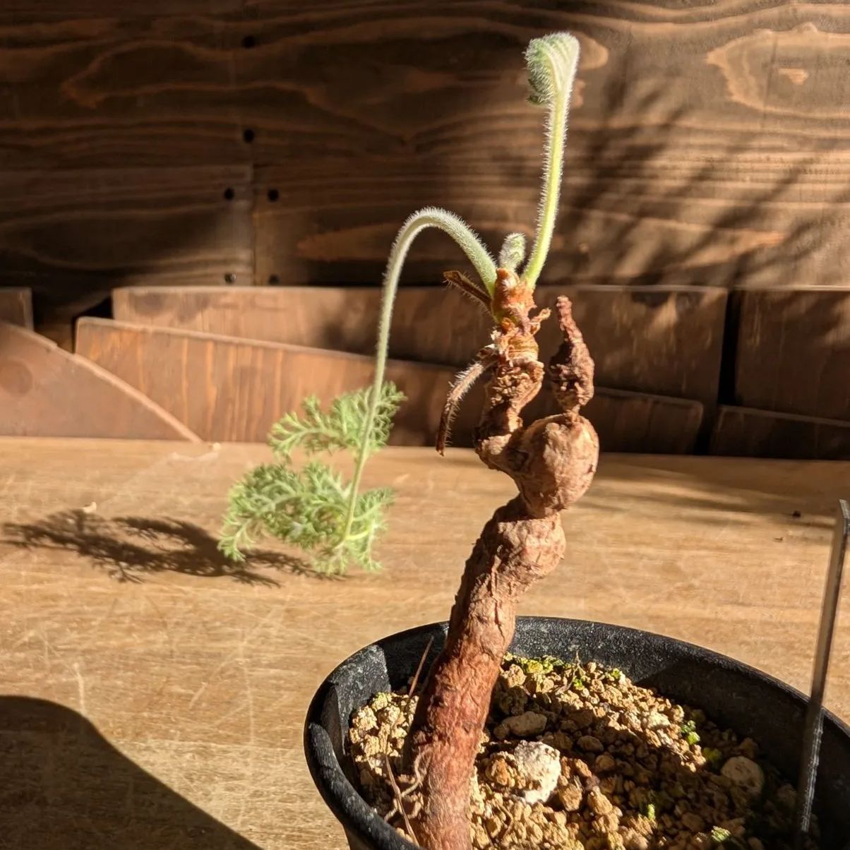 ペラルゴニウムトリステ◾️鉢ごとメルカリ便発送 ペラルゴニウム トリステ 【実生】鉢のまま発送 A - メルカリ