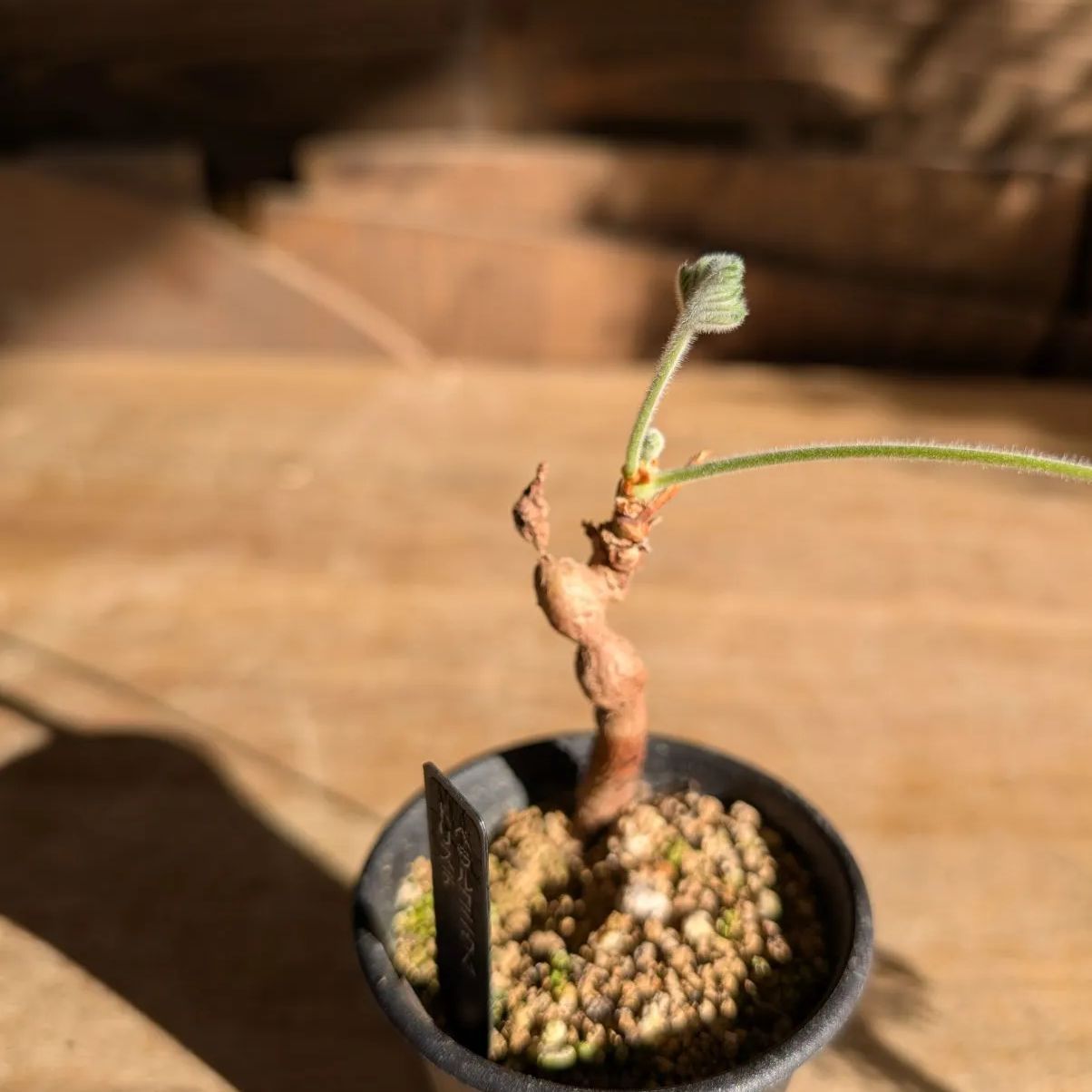 ペラルゴニウムトリステ◾️鉢ごとメルカリ便発送 ペラルゴニウム トリステ 【実生】鉢のまま発送 A - メルカリ