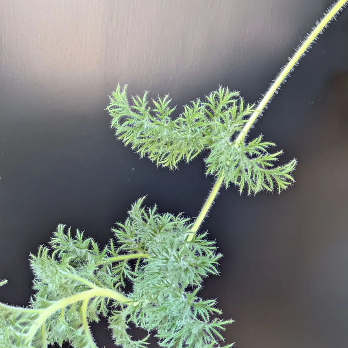 ペラルゴニウムトリステ◾️鉢ごとメルカリ便発送 ペラルゴニウム トリステ 【実生】鉢のまま発送 A - メルカリ