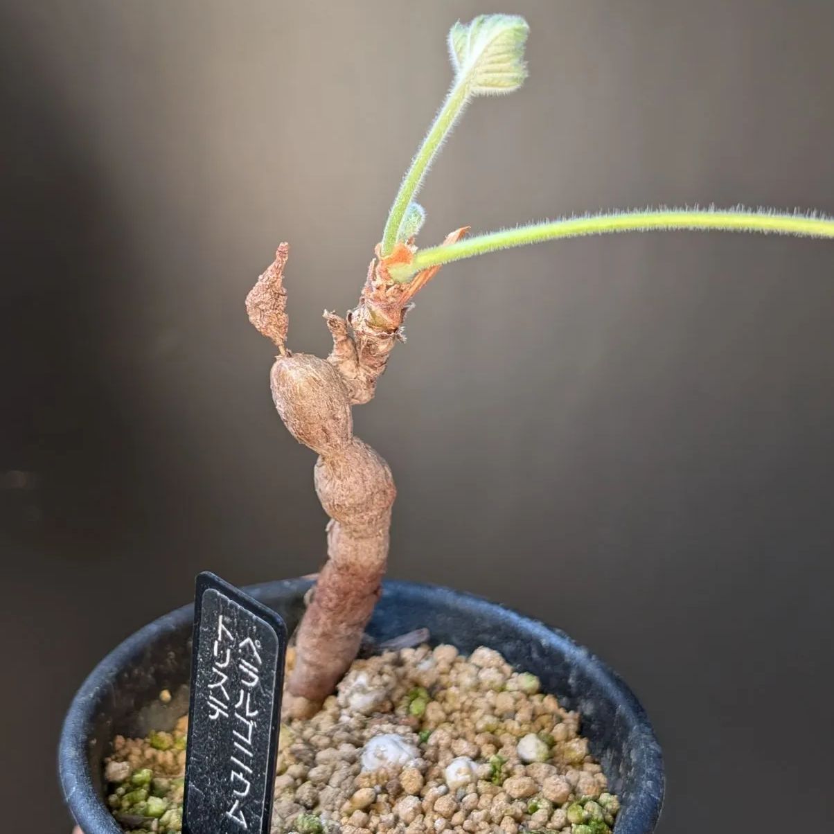 ペラルゴニウムトリステ◾️鉢ごとメルカリ便発送 ペラルゴニウム トリステ 【実生】鉢のまま発送 A - メルカリ