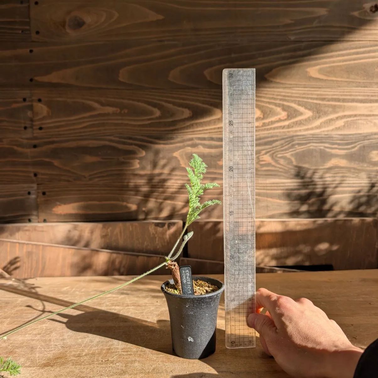 ペラルゴニウム トリステ 【実生】鉢のまま発送 B - メルカリ