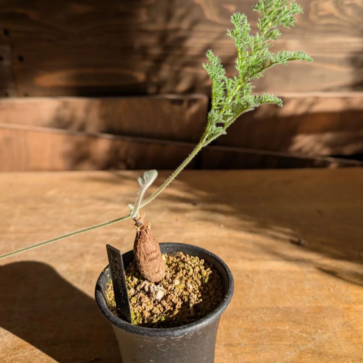 ペラルゴニウム トリステ 【実生】鉢のまま発送 B - メルカリ