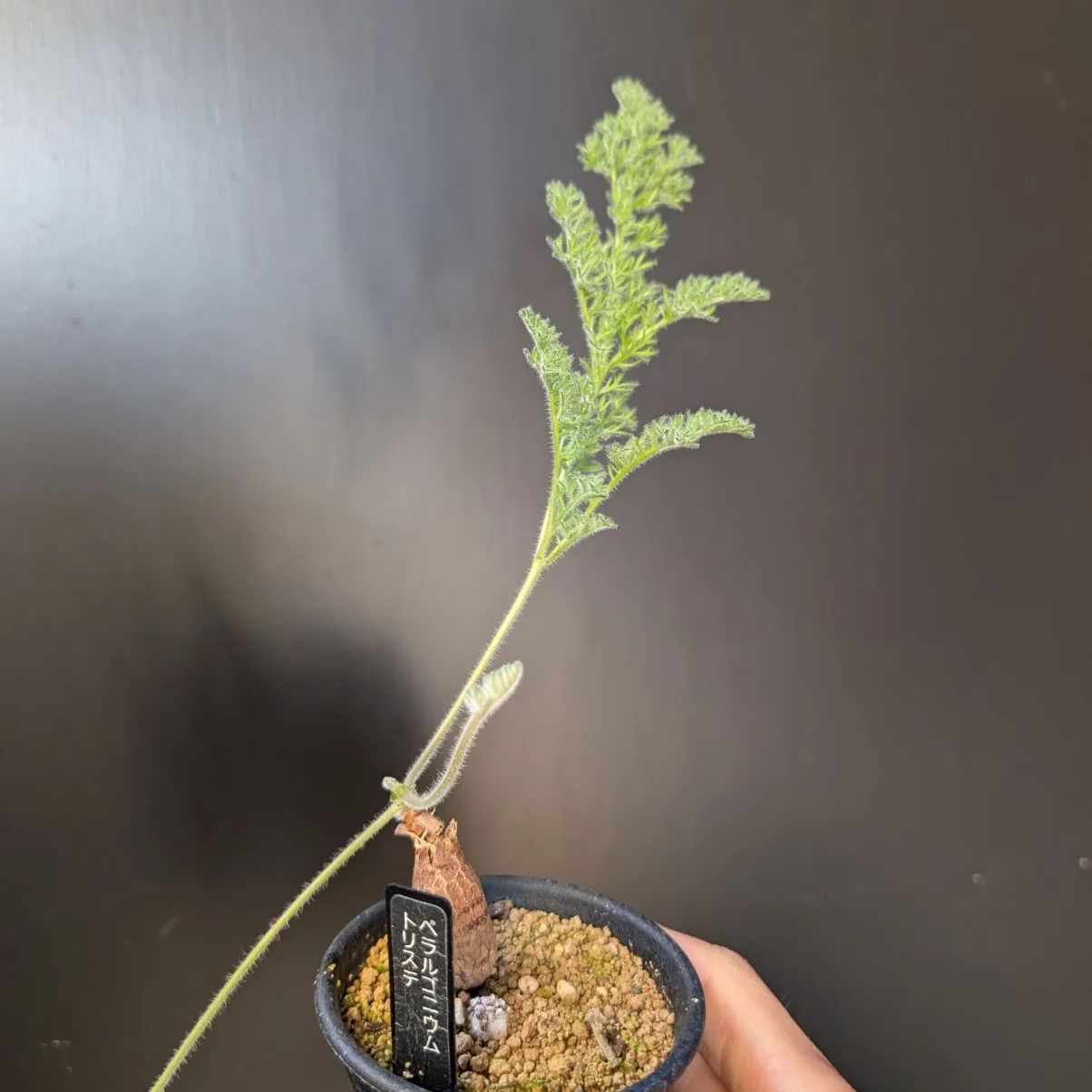 ペラルゴニウム トリステ 【実生】鉢のまま発送 B - メルカリ