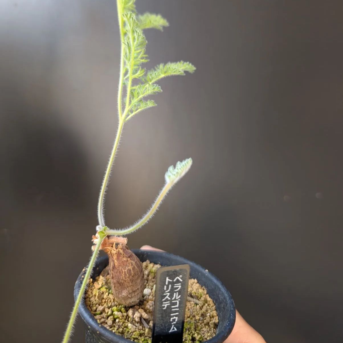 ペラルゴニウム トリステ 【実生】鉢のまま発送 B - メルカリ