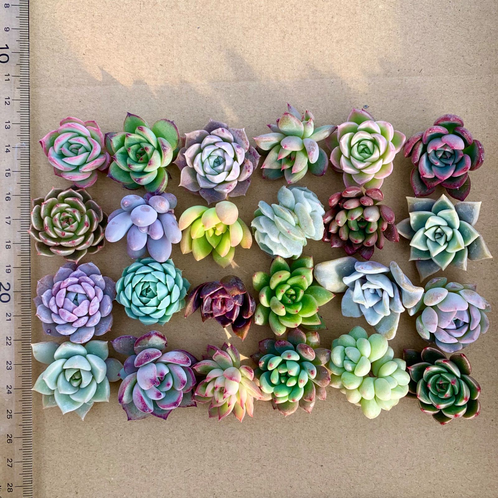 歳末感謝・数量限定】多肉弁当 おまかせ24個セット 寄せ植えやワーク