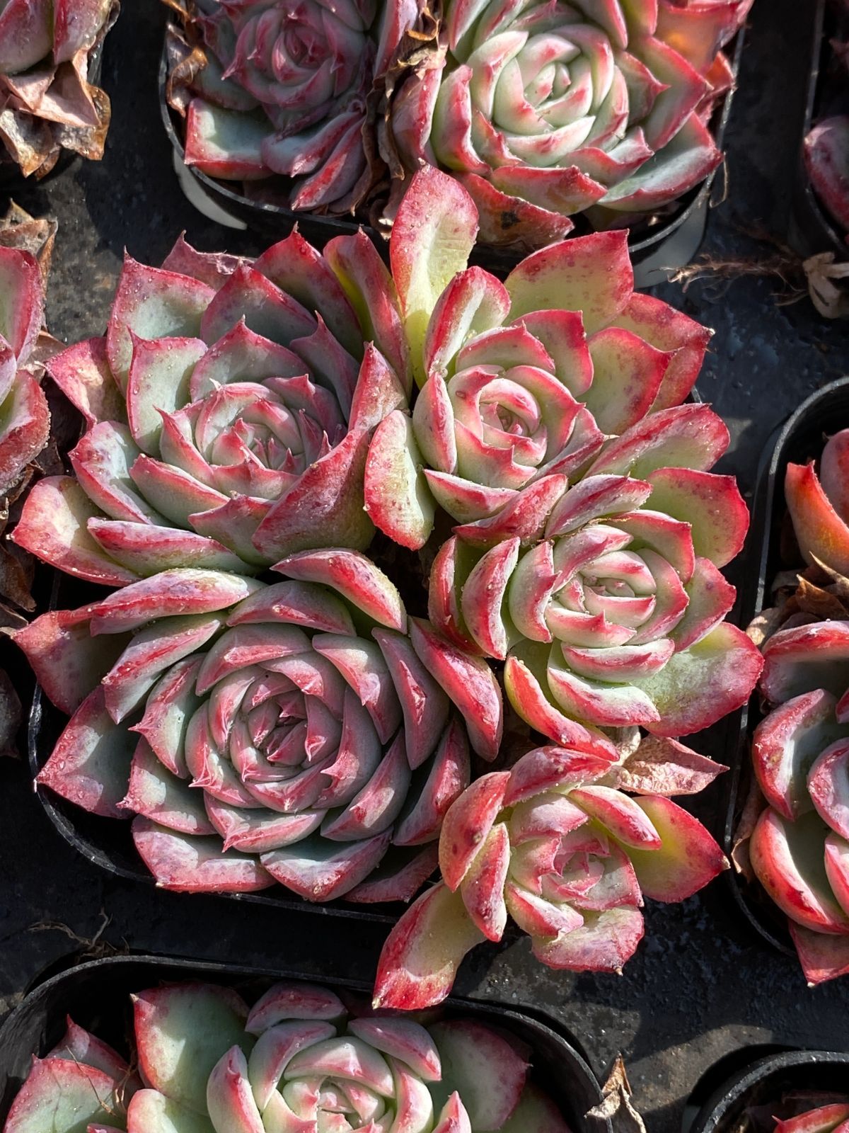 オープン記念 チワワ 50株セット 抜き苗 美苗 エケベリア 多肉植物 佐川発送 ZZ50