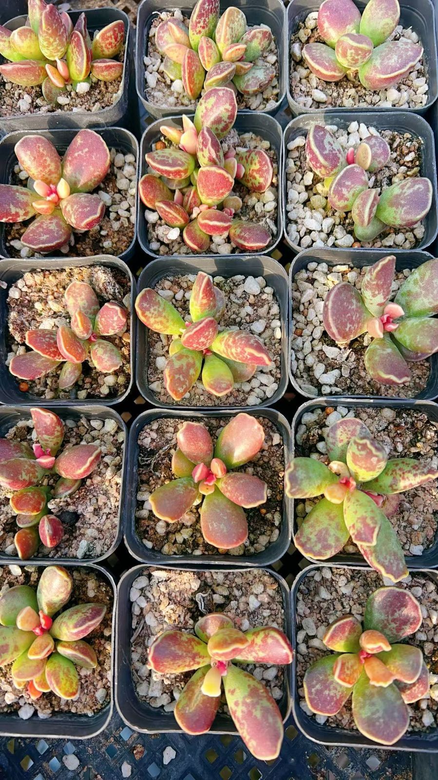 オーズ・ファクトリー・ここにこ・韓国苗・セダム！札付き・メルカリ便発送 ここにこ苗・韓国苗・セダムセット！ 札付き・メルカリ便発送