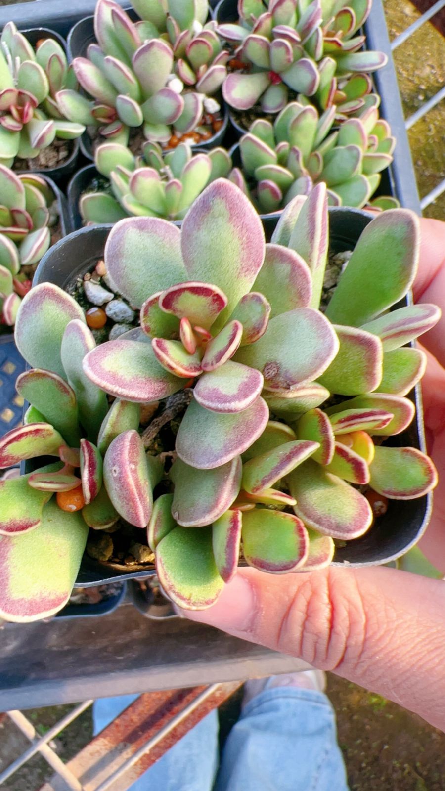 新規オープン記念 サンケーキ 24株 多肉植物 エケベリア セダム アエオニウム 韓国苗 寄せ植え 詰め合わせ YP 273