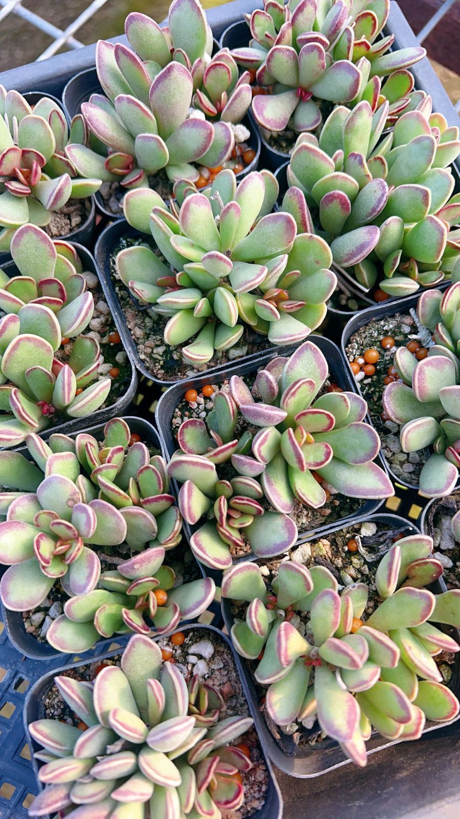 新規オープン記念 サンケーキ×24株 多肉植物 エケベリア セダム アエオニウム 韓国苗 寄せ植え 詰め合わせ YP 273