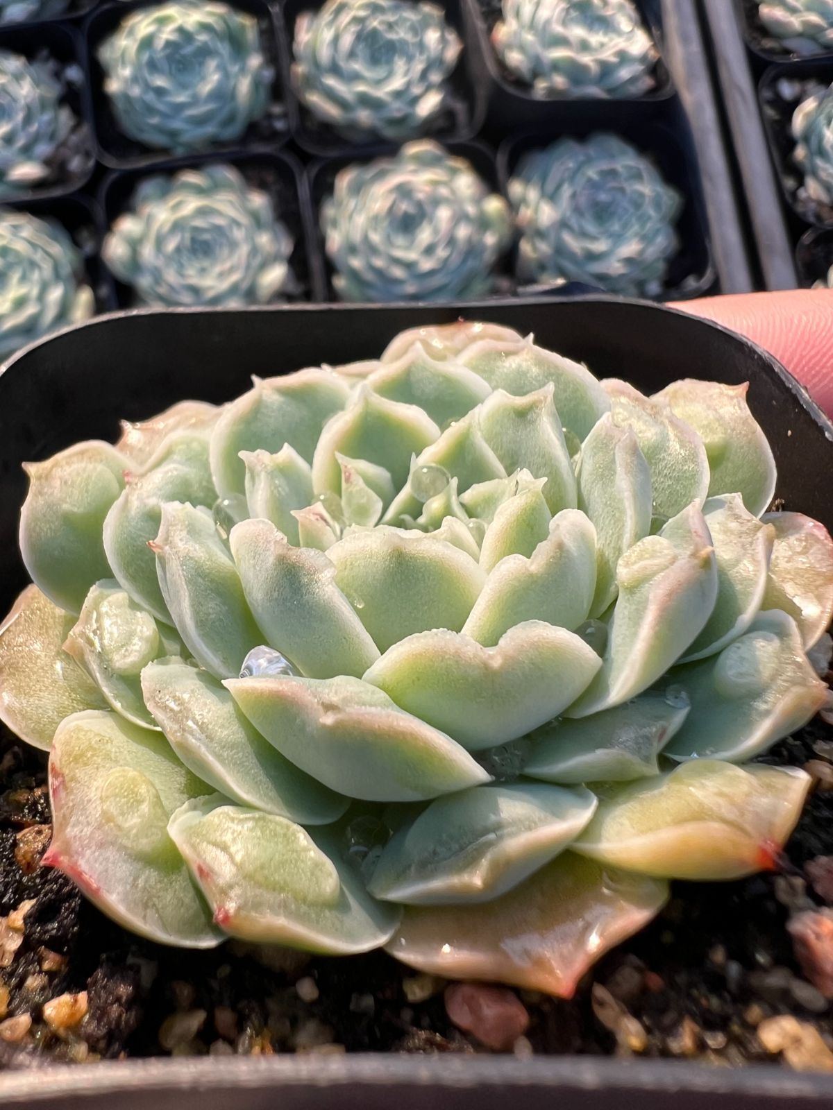 新規オープン記念 ハートチョイス×50株 多肉植物 エケベリア セダム