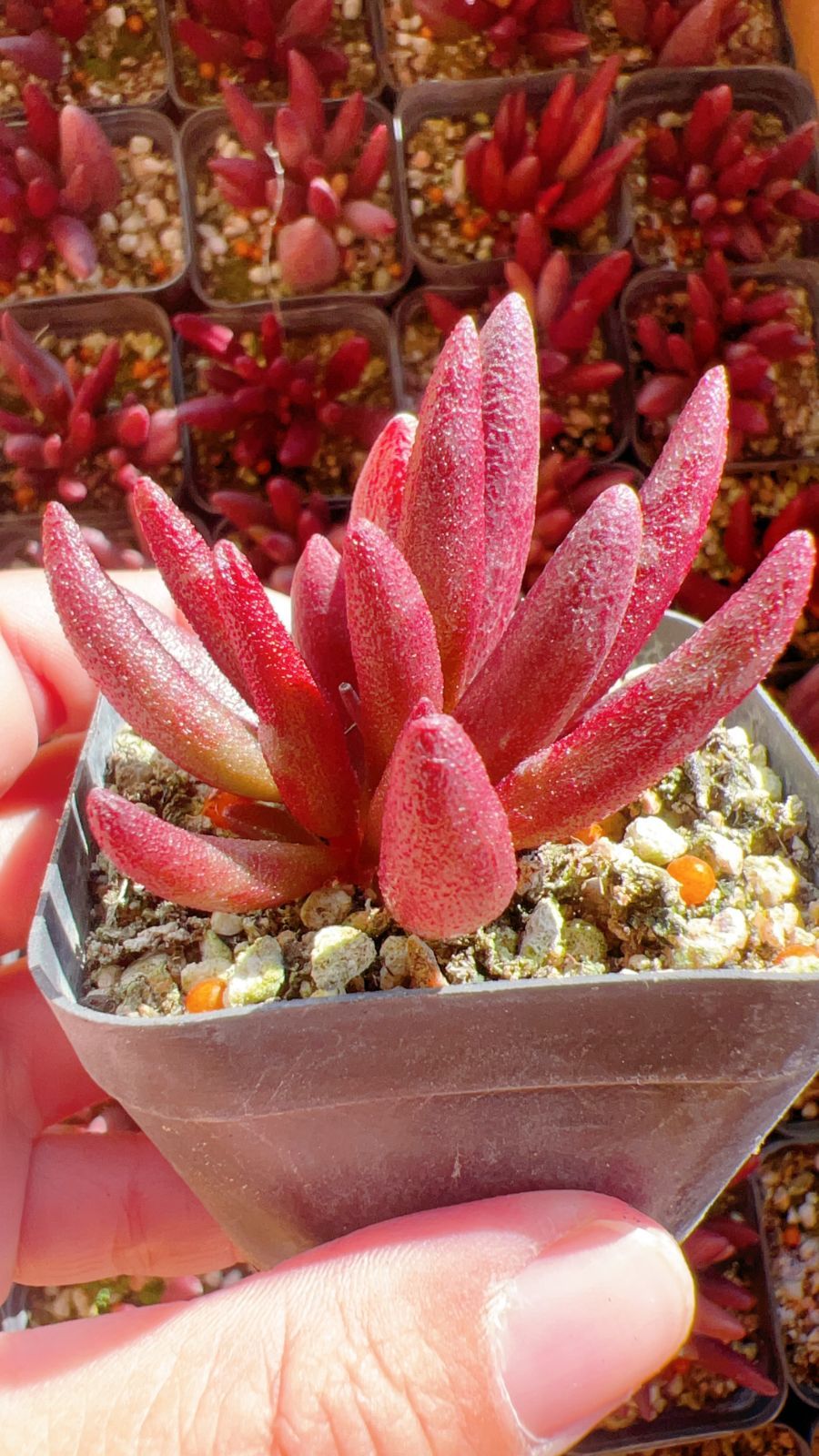 新規オープン記念 レッドロマンティック×24株 多肉植物 エケベリア セダム アエオニウム 韓国苗 寄せ植え 詰め合わせ YP 294