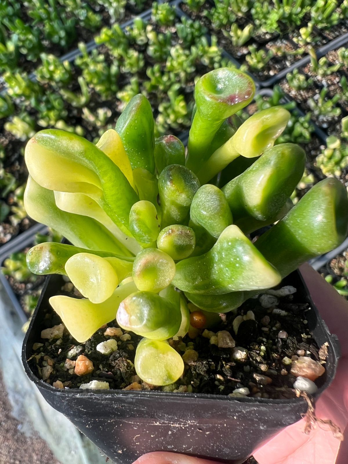 新規オープン記念 クラッスラ ゴーラム錦×50株 多肉植物 エケベリア