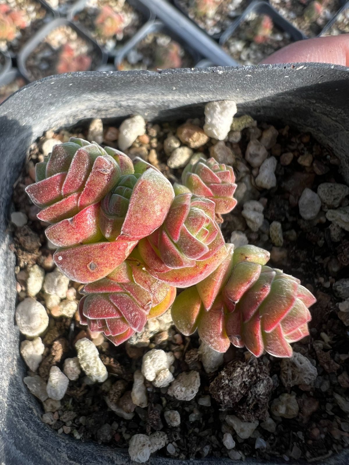 Top【選抜株】多肉植物　26429アエオニウム　レッドフジ24個　鉢無し/脱土 新規オープン記念 レッドポイント×50株 多肉植物 エケベリア セダム