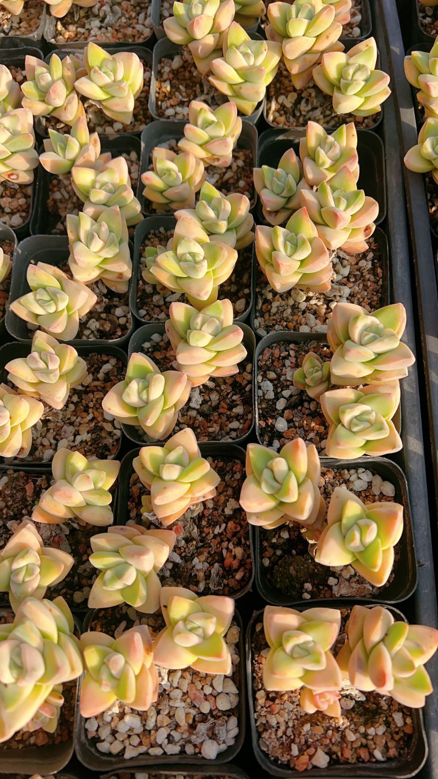 新規オープン記念 紀の川錦×50株 多肉植物 エケベリア セダム