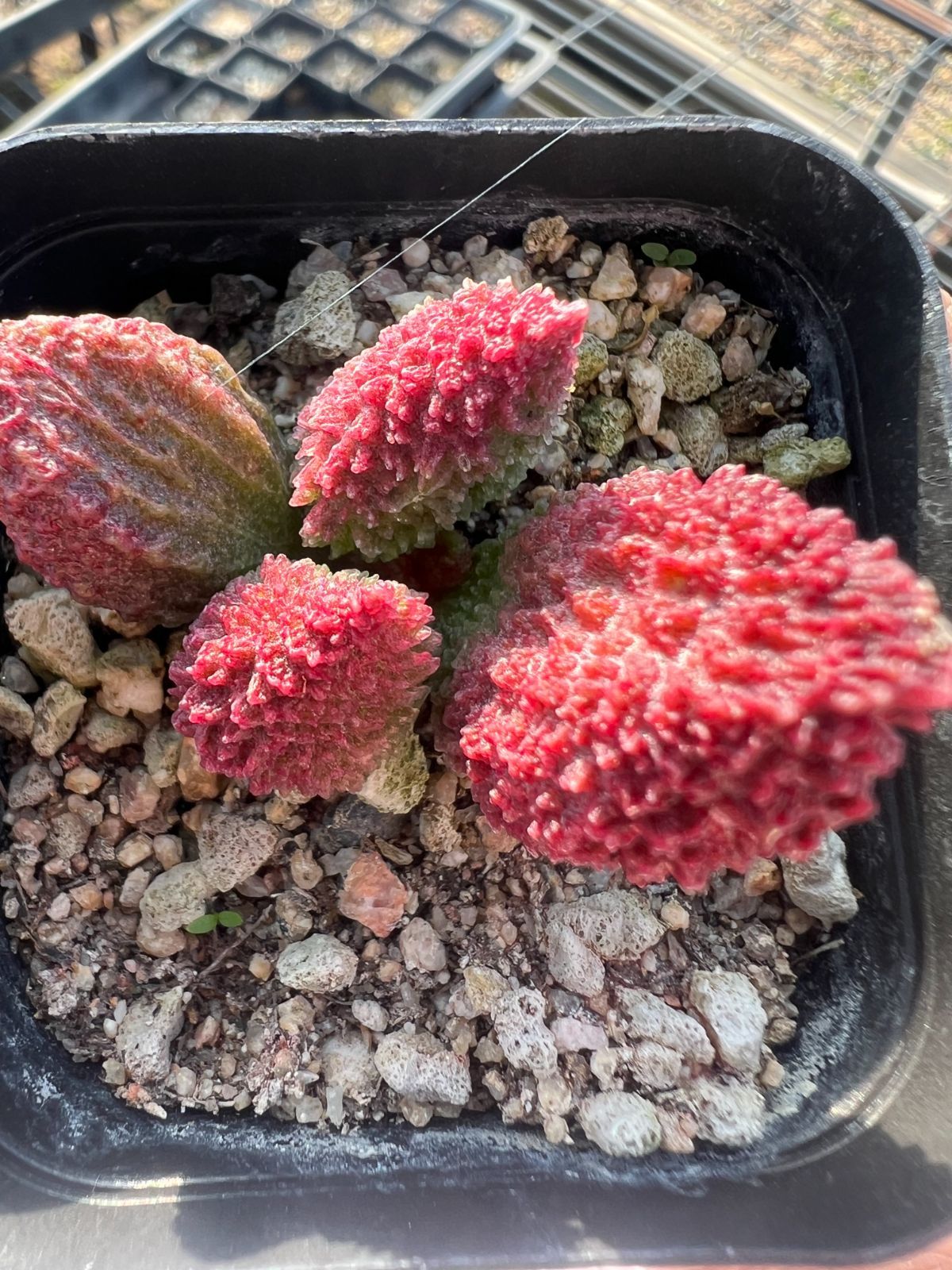 新規オープン記念 ヘレイ 32株 多肉植物 エケベリア セダム アエオニウム 韓国苗 寄せ植え 詰め合わせ YP 279